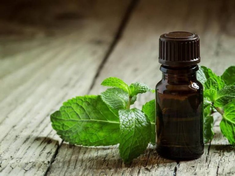 Mentă: 21 moduri de aplicare pentru sănătate