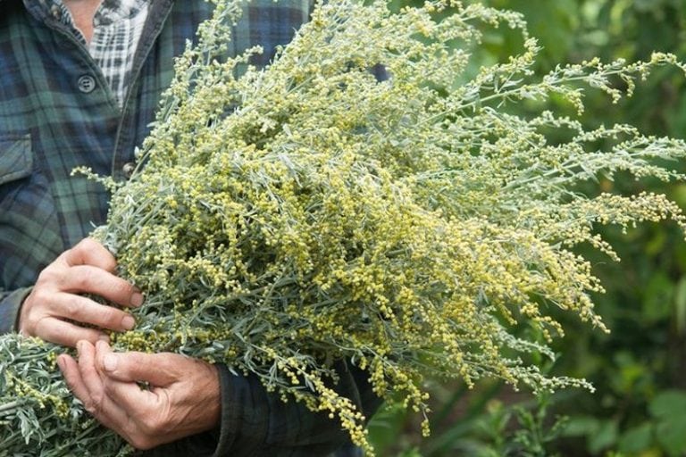 Un curs foarte puternic de tratare cu pelin: îndepărtează tumorile, chisturile, neoplasmele, tratează bolile sistemului genito-urinar.