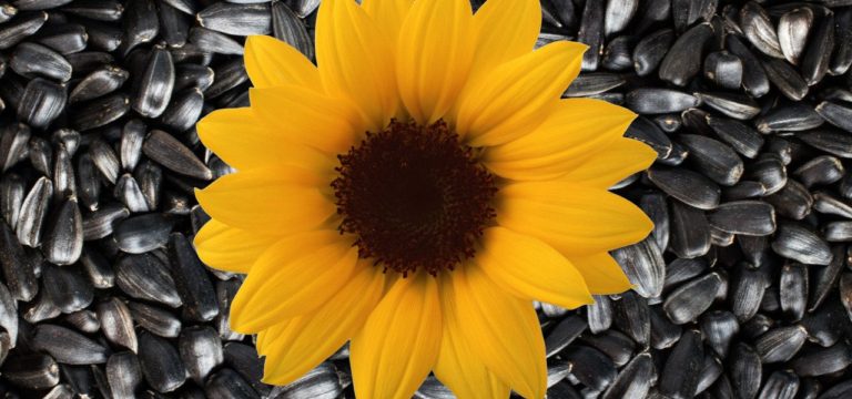 Cum să consumăm semințele de floarea soarelui și ce beneficii ne oferă.