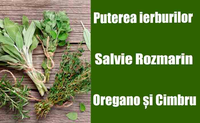 Puterea ierburilor : Ce boli tratează Salvia, rozmarin, oregano și cimbru