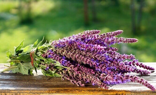Salvie – Beneficii uimitoare, Proprietăți utile, Contraindicatii