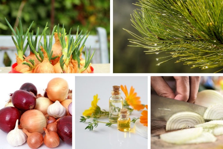 Fitoncidele – Ajută la protejarea sănătății și la economisirea banilor pentru medicamente / PREVENIRE ȘI TRATAMENT