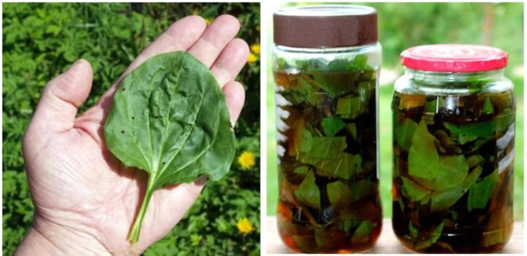 Pătlagină la Borcan / Beneficii / Proprietăți/ Rețete