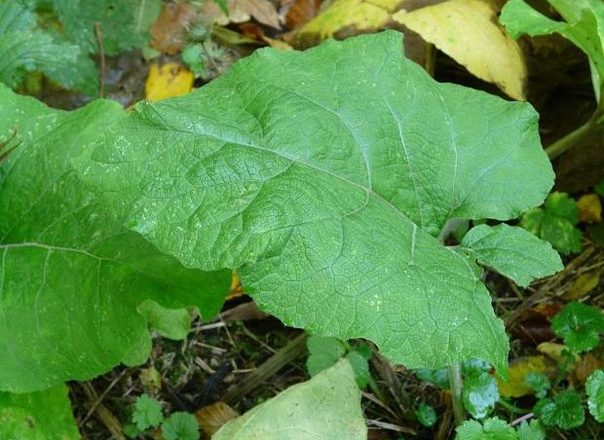 Rețete de sănătate: Frunze de brusture pentru radiculită și dureri articulare